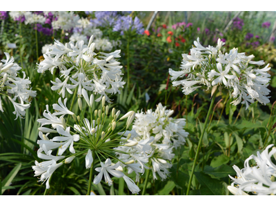 Agapanthus umbellatus (africanus)