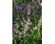 Agastache