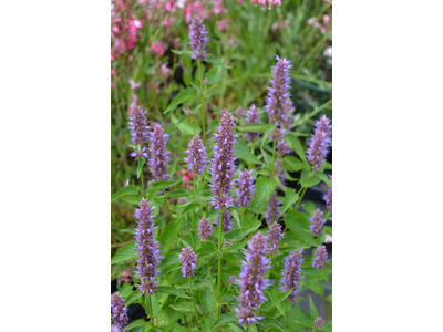 Agastache