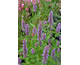 Agastache Beelicious Purple ®