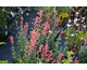 Agastache Black Adder