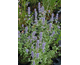 Agastache