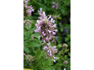 Agastache