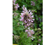 Agastache Danish Delight ®