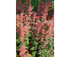 Agastache Kudos Coral ®