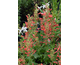 Agastache Kudos Red ®