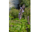 Agastache foeniculum