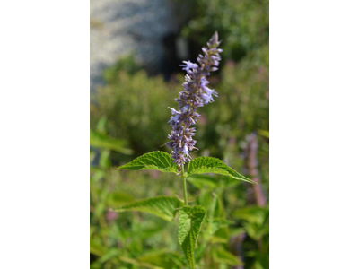 Agastache foeniculum