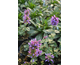 Agastache Poquito Dark Blue