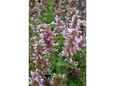 Agastache