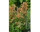 Agastache Poquito Orange