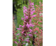 Agastache Raspberry Summer ®