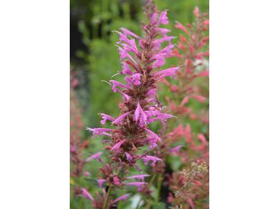 Agastache