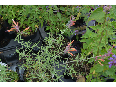 Agastache rupestris