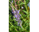 Agastache Serpentine