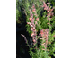 Agastache Tangerine Dream