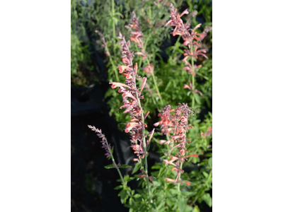 Agastache