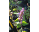 Agastache