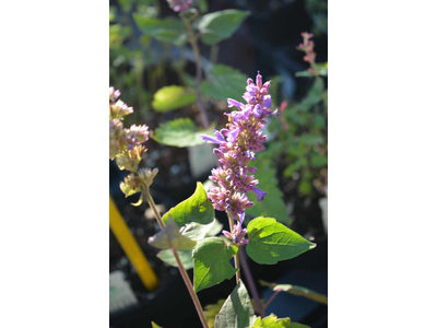 Agastache