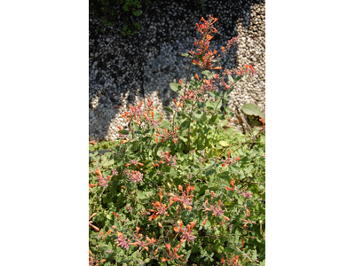 Agastache aurantiaca