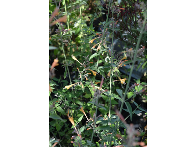 Agastache aurantiaca