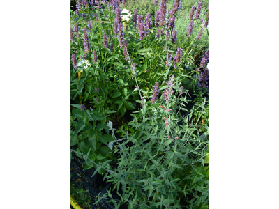 Agastache barberi