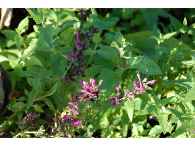 Agastache mexicana