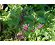 Agastache mexicana Sangria