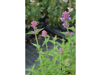 Agastache pallida