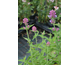 Agastache pallida Globetrotter