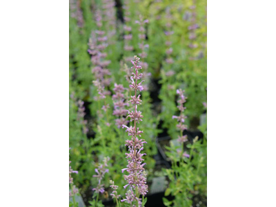 Agastache pallidiflora ssp. neomexicana