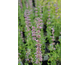 Agastache pallidiflora ssp. neomexicana Pink Pop