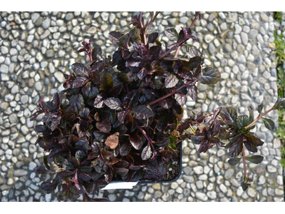 Ajuga reptans