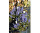 Ajuga reptans Mahogany