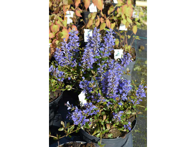 Ajuga reptans