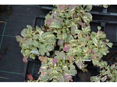 Ajuga reptans