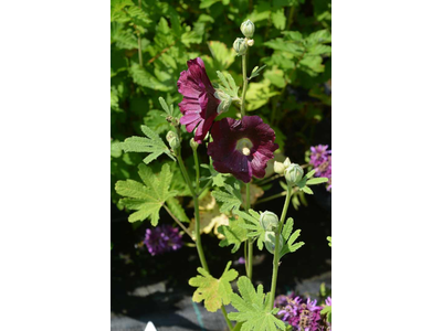 Alcea ficifolia