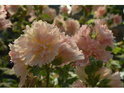 Alcea rosea annua