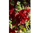 Alcea rosea annua Spring Celebrities Crimson