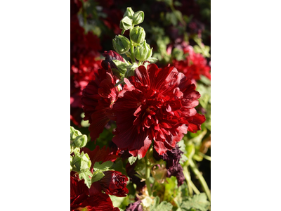 Alcea rosea annua