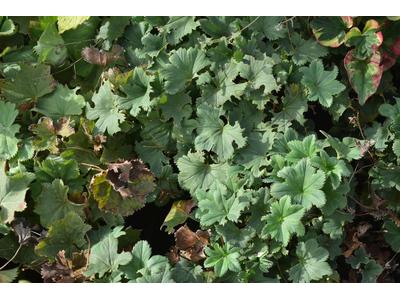 Alchemilla erythropoda