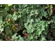 Alchemilla erythropoda