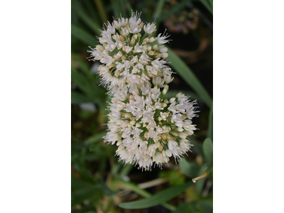 Allium