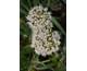 Allium Bubble Bath