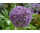 Allium Globemaster