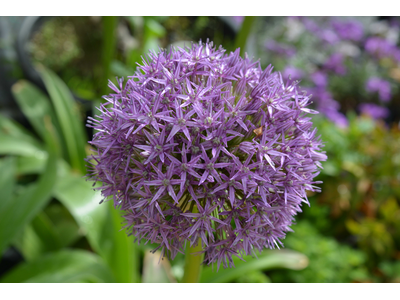 Allium