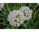 Allium Lavender Bubbles