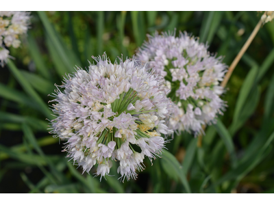 Allium