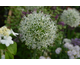 Allium Mount Everest