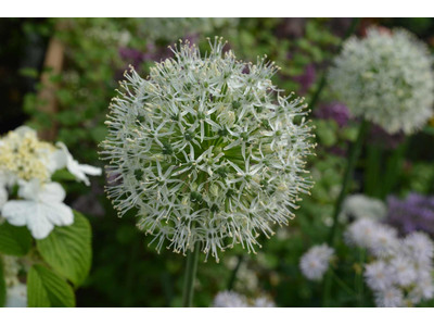 Allium